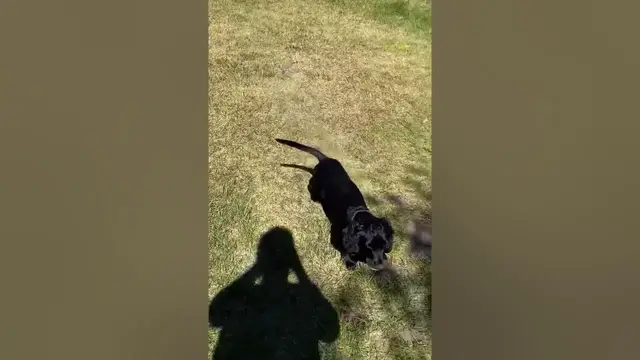 Video thumbnail for Happy cocker spaniel😀😂🤣#shorts