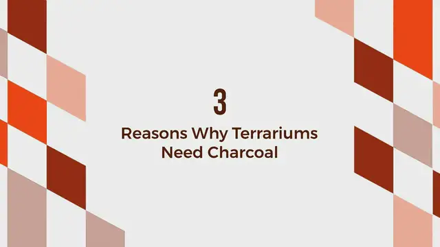'Video thumbnail for 3 Reasons Why Terrariums Need Charcoal'