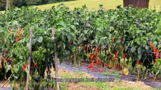 Video thumbnail for pickled peppers recipe