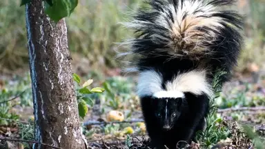 'Video thumbnail for How to Remove Skunks from Your Yard: Humane and Effective Methods'