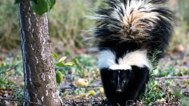 'Video thumbnail for How to Remove Skunks from Your Yard: Humane and Effective Methods'