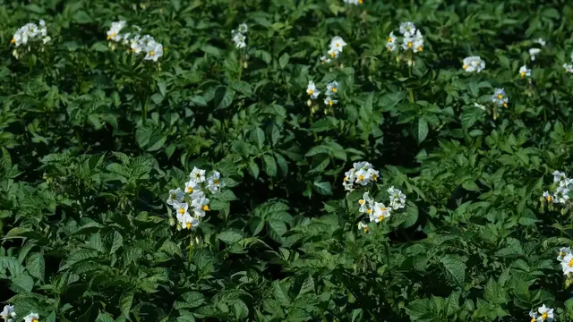 'Video thumbnail for How to Harvest Potatoes: A Step-by-Step Guide'