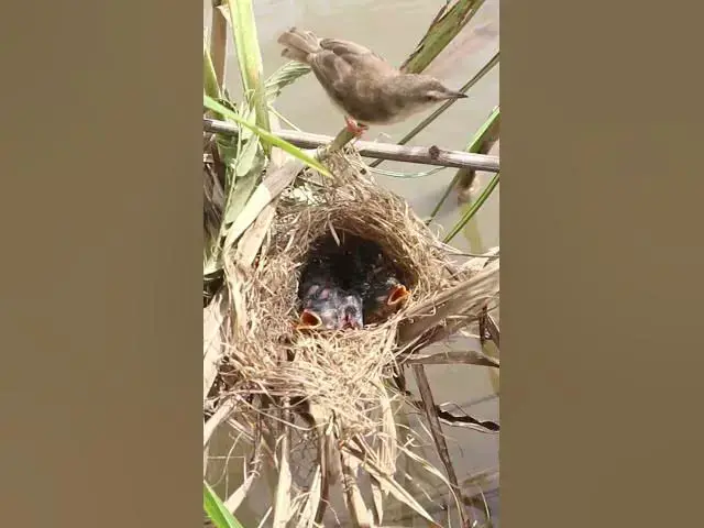 Video thumbnail for Baby Birds Hunt for Grasshoppers EP#269 #AvianHunger #NestlingFeeding #BirdBehavior #BirdEcology #Or