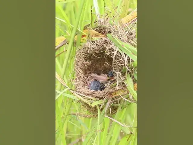 Video thumbnail for Babies Wild Grown Bird #birdspecies  #birdslover #finchbird #birdlist #nature #birdtypes #birdsound