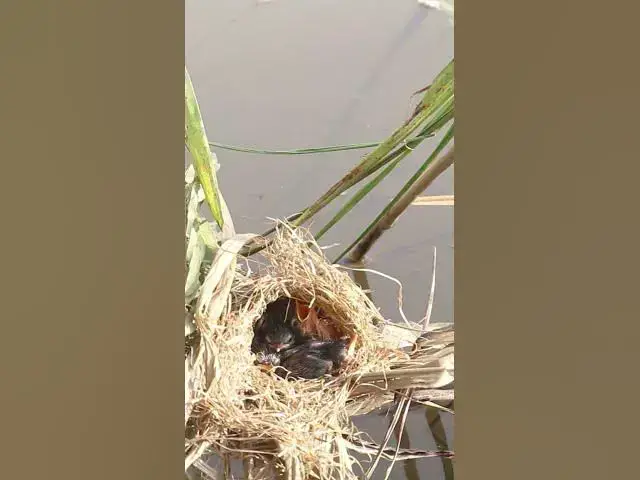 Video thumbnail for Male Bird Feeding  #birds #birdslover #bird #nest #nestbird #birdcries #feedshorts #feedbird