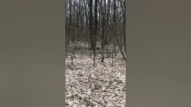 Video thumbnail for Oak is the King of the FOREST🧐🤔#shorts