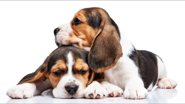 Video thumbnail for Beagle Pros and Cons: 34 Things to Consider Before Buying