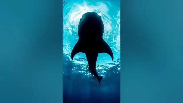 Video thumbnail for Interesting Sperm Whale Facts #shorts