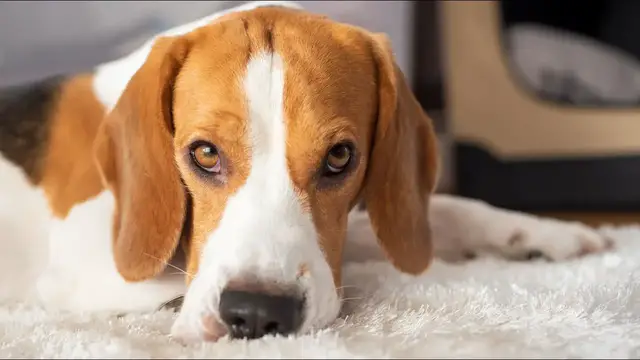 Video thumbnail for The Origin of the Beagle: History and Personality