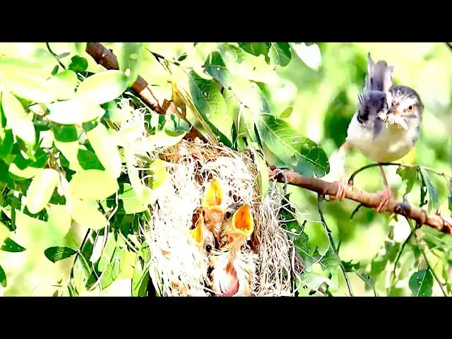 'Video thumbnail for Hungry Sparrow Devours | Mother's Freshly Caught Meal on nest'