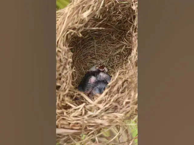 Video thumbnail for Babies Bird Cyies Signle AP#001 #nestegg #egglaying #satisfying #nestling  #birds #baby  #nature
