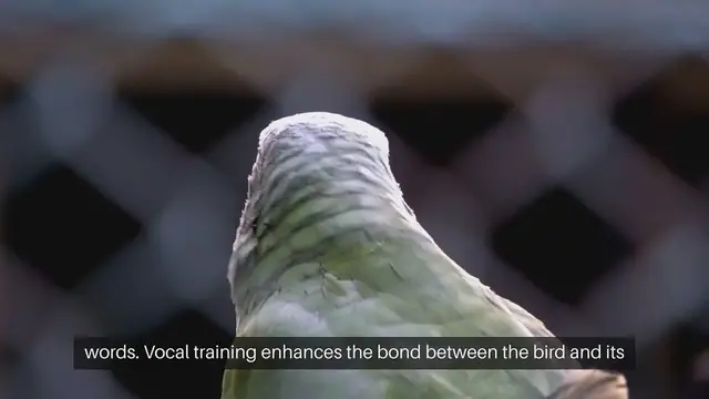 Video thumbnail for Cockatiel Vocal Training