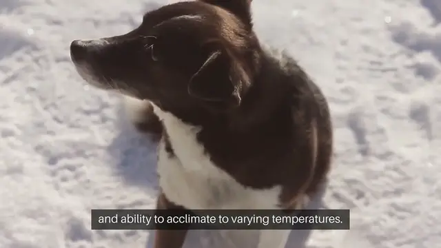 Video thumbnail for Choosing a Pet For Specific Weather