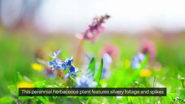 'Video thumbnail for Top Full Sun Plants for Vibrant Gardens'