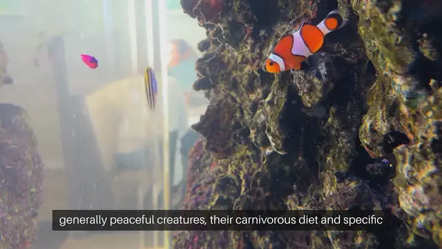 Video thumbnail for Axolotl Tank Mates Compatibility