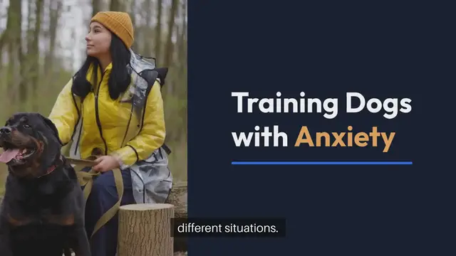 Video thumbnail for Training Dogs With Anxiety