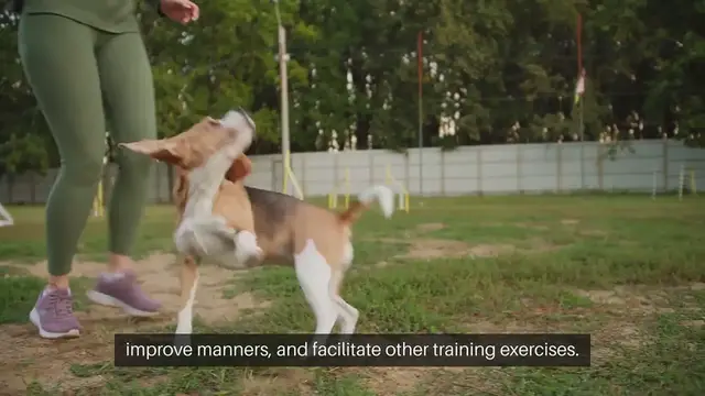 Video thumbnail for Training Dogs To Sit