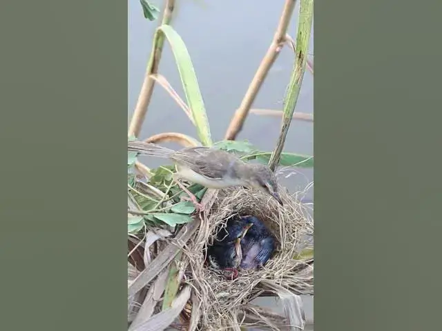 Video thumbnail for Baby Greater coucal Birds Very hungry in Nest EP#034 #birds #beautifulbird #wildlife #birdspecies #n