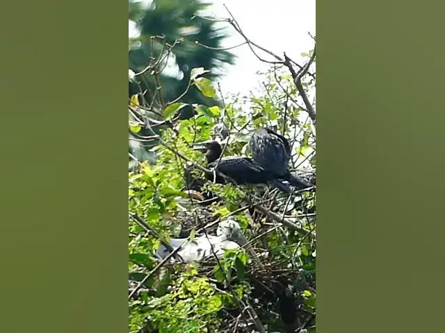 Video thumbnail for Nest of Bird Wild  #wildbird #nature #finchbird #birdlist #wildlife #finchbabies #birdspecies