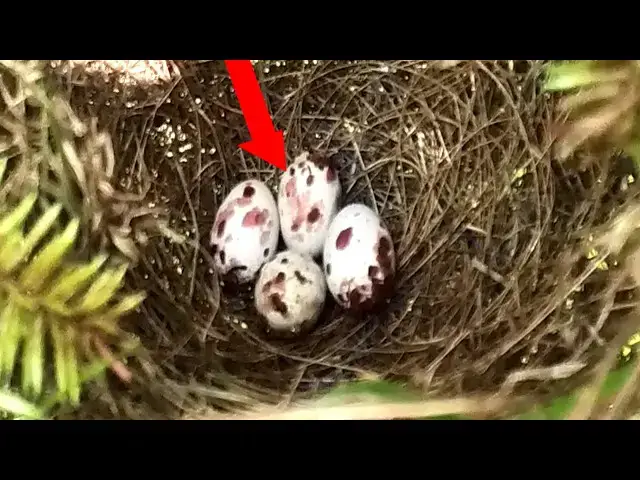 Video thumbnail for Nature's Beauty: Female Golden Retriever Feeds Her Baby in a Golden Field