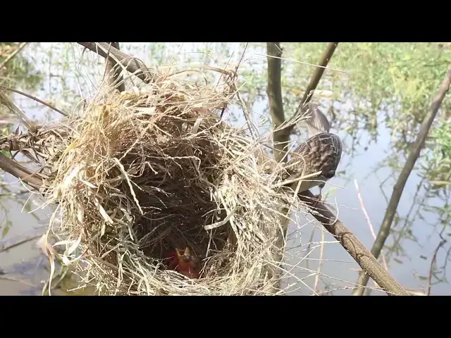 Video thumbnail for Motherly Love: Female Golden Retriever Feeds Her Baby in a Picturesque Field