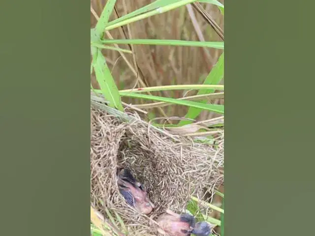 Video thumbnail for Babies Bird Cries Failing From Nest EP#306 #Babybird #feeding #babybird #shorts ##birds #birdslover