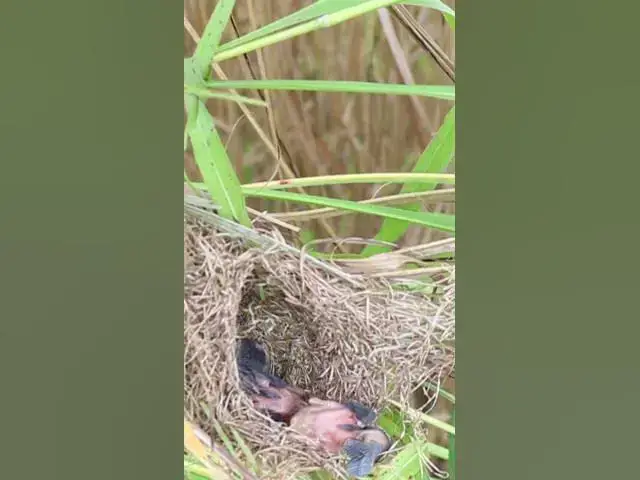 Video thumbnail for Babies Bird Cries Failing From Nest EP#307 #Babybird #feeding #babybird #shorts ##birds #birdslover