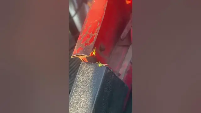 Video thumbnail for Curious green spiders.😍😘🥰#shorts