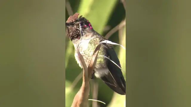 Video thumbnail for There are 360+ hummingbird species #shorts