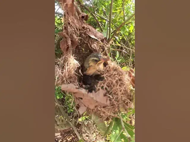 Video thumbnail for Big Babies Bird  #birdparenting #birdwatching #birdslover #birdspotting #birdsounds #birdparents