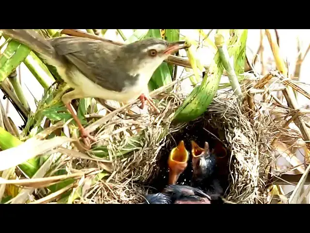 Video thumbnail for Baboes' Field Nest: Where Birds Cry and Feed Daily  [ @ViralBirdNest ]