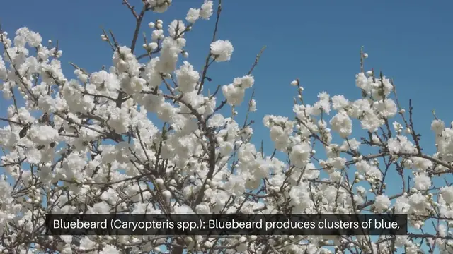'Video thumbnail for Top Shrubs for Butterfly and Bee Gardens'