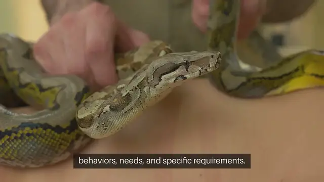 Video thumbnail for Training Exotic Pets