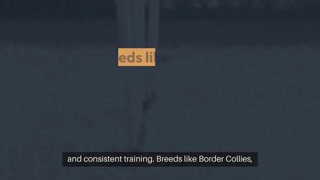 Video thumbnail for Training High Energy Dogs