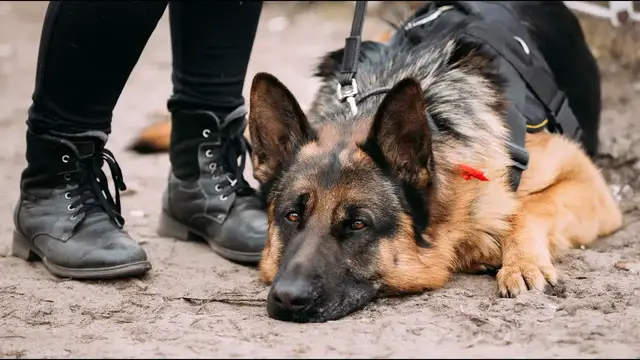 Video thumbnail for 29 German Shepherd Dog Training Commands