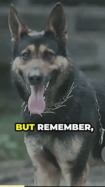 Video thumbnail for West german working shepherds