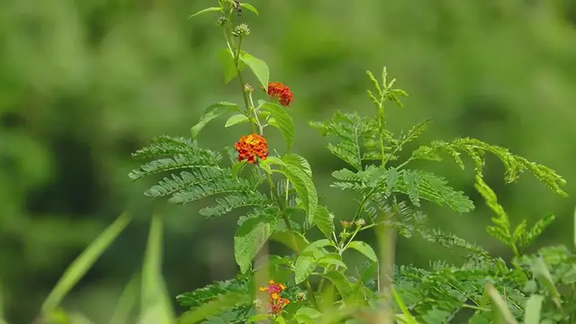 Video thumbnail for LANTANA – A Vibrant Bloom with Hidden Secrets