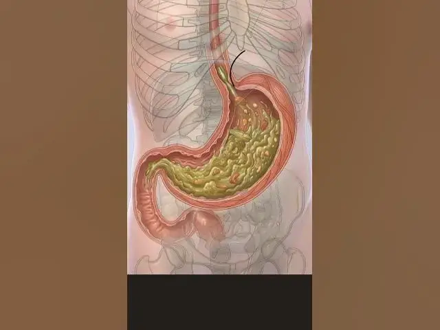 Video thumbnail for Stomach Anatomy