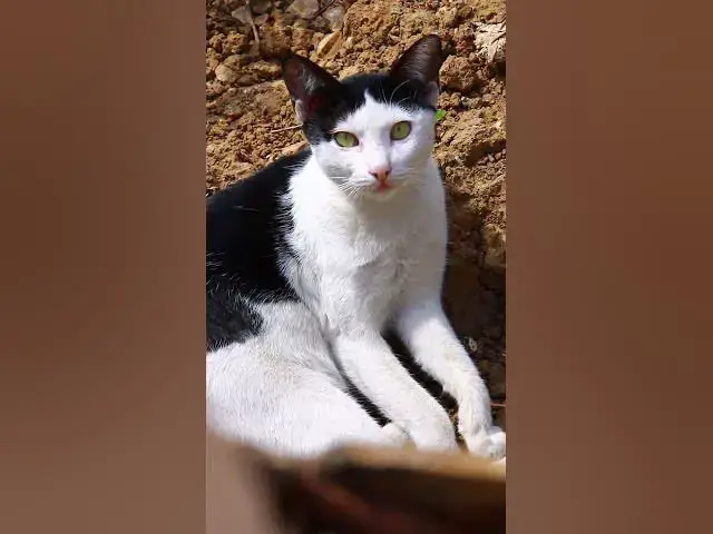 Video thumbnail for cute of ice Cat EP10 #cat #cateat #viralcat #topcat #catlife #shortcat  #fredingcat