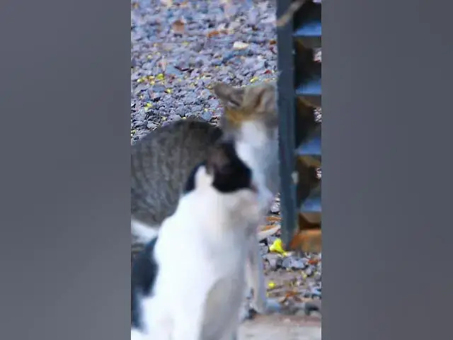 Video thumbnail for Oh Black Cat 8​​​ #cat #cateat #viralcat #topcat #catlife #shortcat  #fredingcat