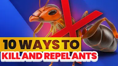 'Video thumbnail for ⚡ 10 Ways To Get Rid Of Ants 🐜'
