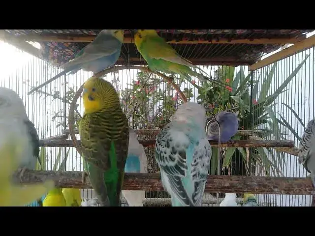 'Video thumbnail for 😍🐦 Relax Express 8 Min de Cantos de Periquitos Coloridos'