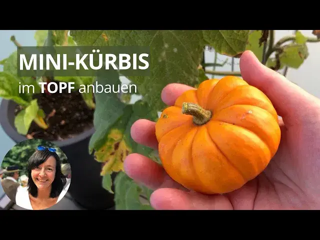 'Video thumbnail for Mini-Kürbis Jack be little im Topf anbauen - die wichtigsten Tipps von der Aussaat bis zur Ernte'