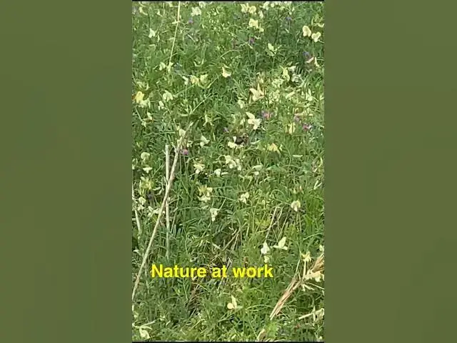Video thumbnail for Let the bees pollinate #Pollination #Bees #Pollinators #Group7