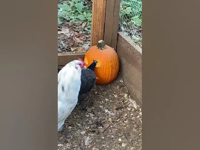 Video thumbnail for Our chickens helped us carve some pumpkins #PumpkinCarving #Chickens #October2023 #Halloween2023