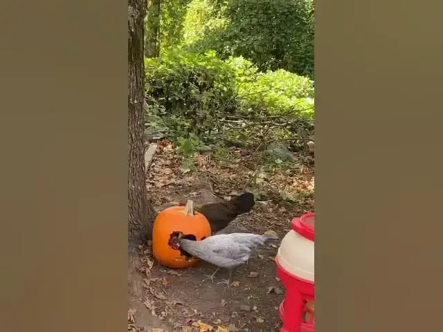 Video thumbnail for Our chickens helped carve pumpkins!  I’ll post more soon! #Chickens #PumpkinCarving #Halloween2023