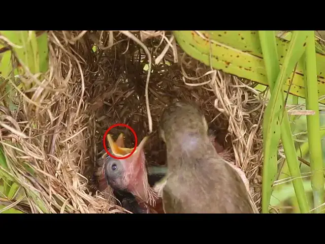 Video thumbnail for Baby Grown Sparrow bird Wait Feed Food in Nest  @ViralBirdNest