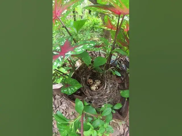 Video thumbnail for Egg Bird Growth in Nest  #birds #nature #shortvideo #viralvideo #birds #farming #wildlife #farmingbi