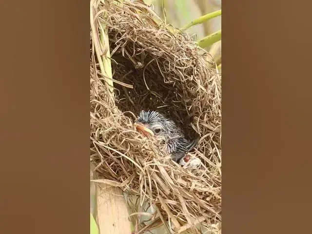 Video thumbnail for Sigle Bired on Nest AP#005 #Feedigbirds #nature #shortvideo #viralvideo #birds #farming #wi