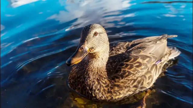 Video thumbnail for Ducks Have Regional Accents